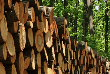 Timber Harvesting Adirondacks