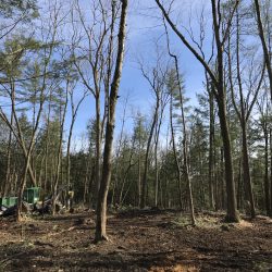 Building sites, lot clearing Albany, Clifton Park, Saratoga Springs NY