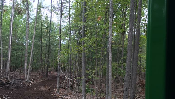 NY state certified timber harvesting site