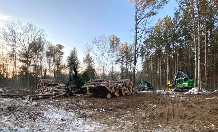 professional timber harvester